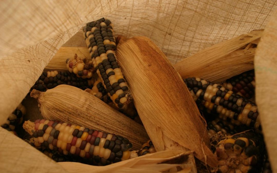 Geschichten aus Guatemala: Von Maisernte, Lebenshunger und Dankbarkeit